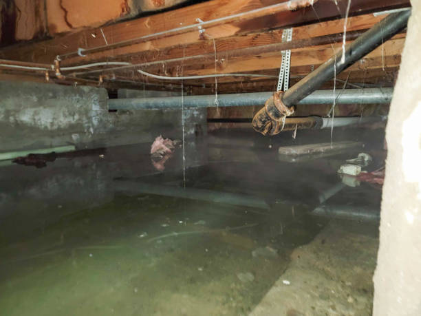 Best Carpet water damage restoration  in Royse City, TX