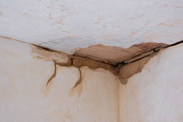 Best 24/7 water damage repair  in Royse City, TX